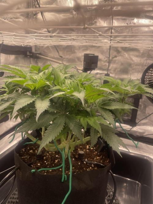 First 🌱💚. Week 7