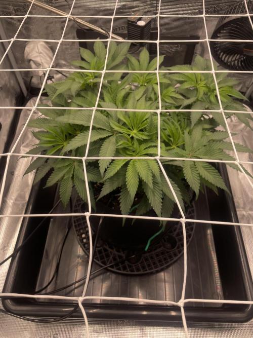 First 🌱💚. Week 7