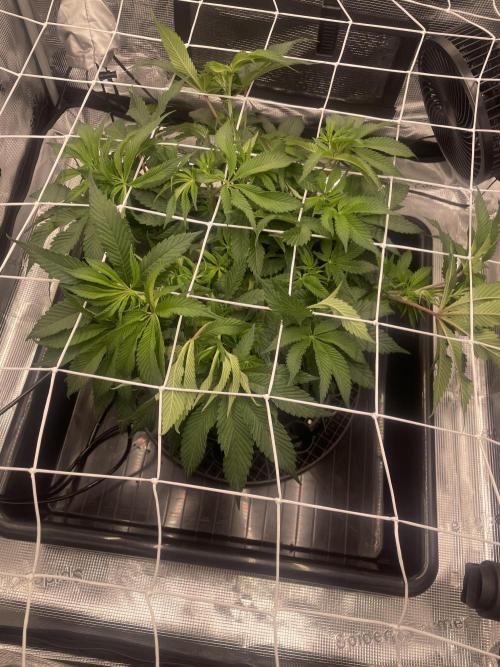First 🌱💚. Week 7