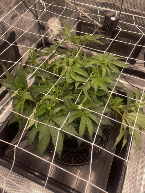 First 🌱💚. Week 8