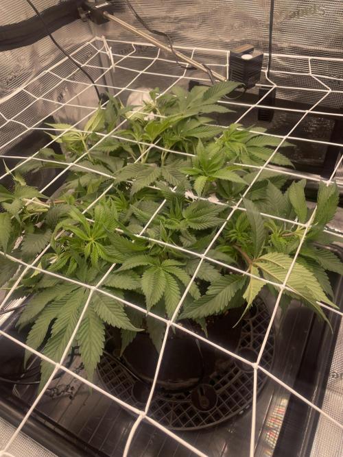 First 🌱💚. Week 8