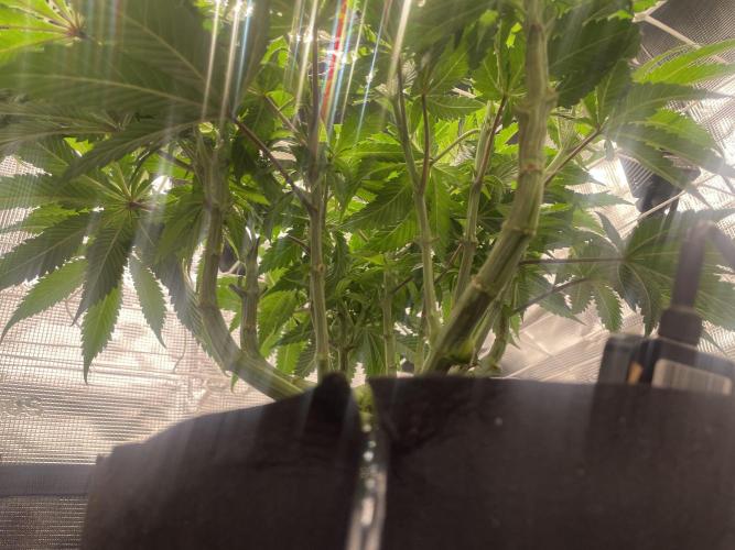 First 🌱💚. Week 8