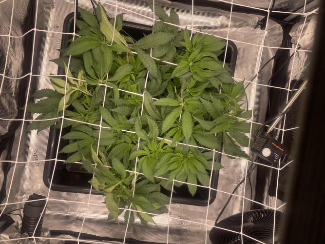 First 🌱💚. Week 8
