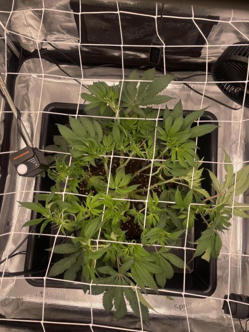 First 🌱💚. Week 8