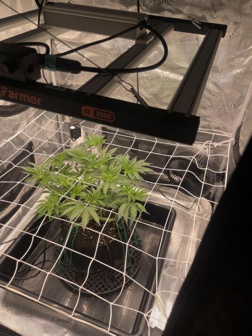 First 🌱💚. Week 8