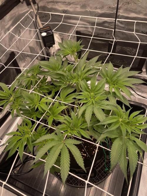 First 🌱💚. Week 8