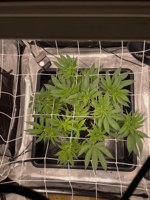 First 🌱💚. Week 8