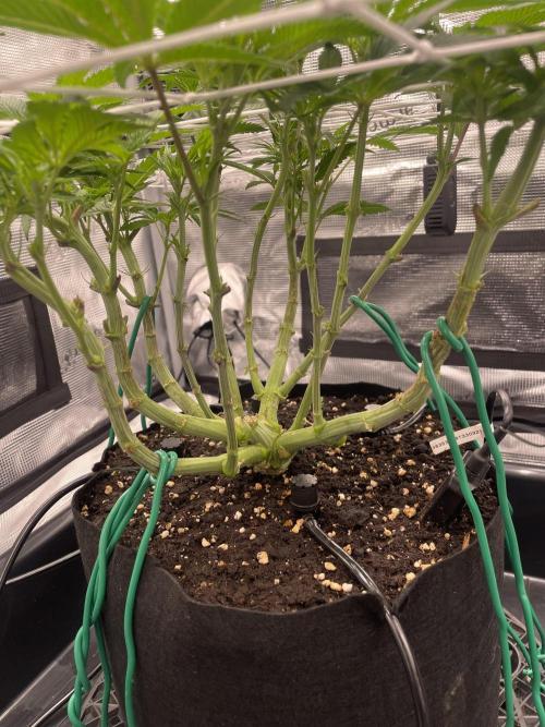 First 🌱💚. Week 8