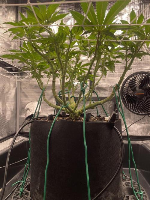 First 🌱💚. Week 8