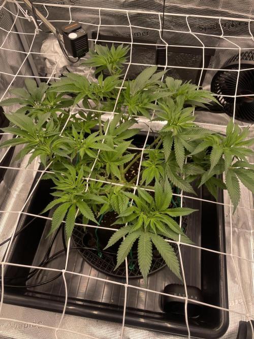 First 🌱💚. Week 8