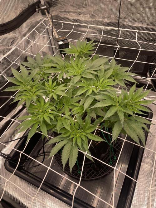 First 🌱💚. Week 8