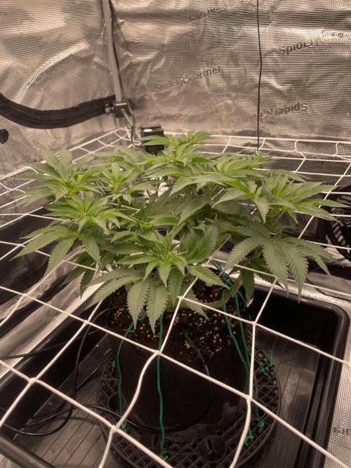 First 🌱💚. Week 8