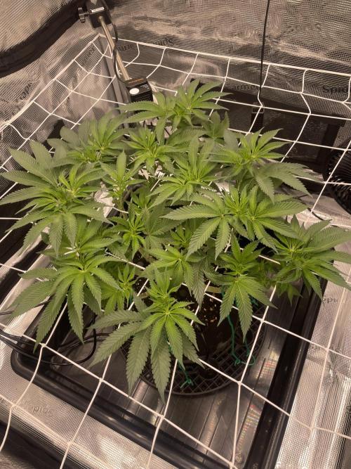 First 🌱💚. Week 9