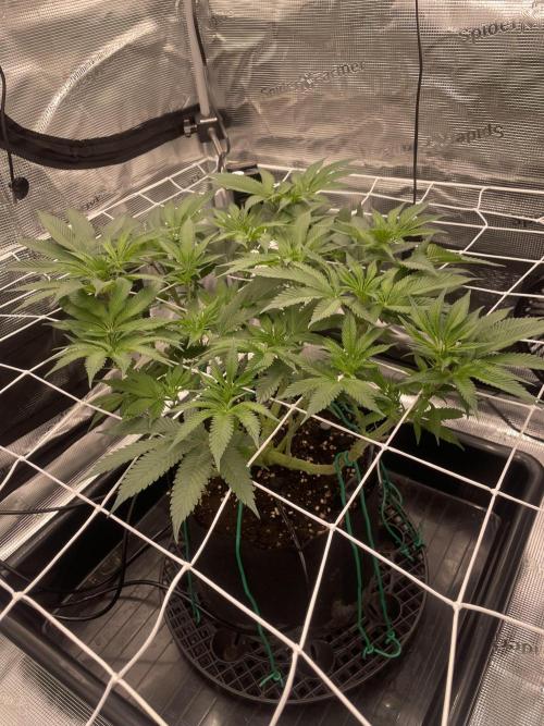 First 🌱💚. Week 9