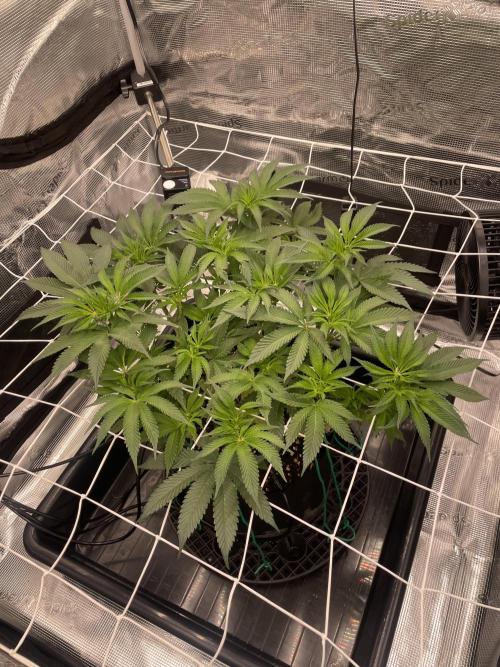 First 🌱💚. Week 9