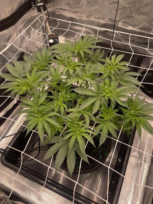 First 🌱💚. Week 9