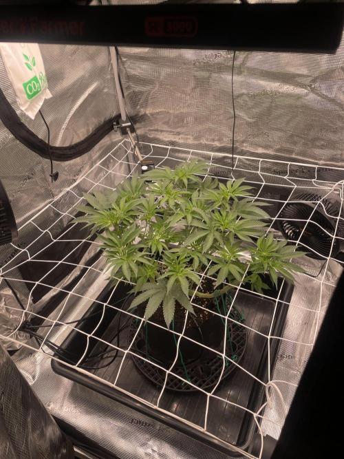 First 🌱💚. Week 9
