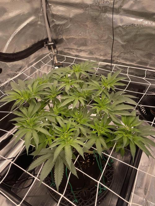 First 🌱💚. Week 9
