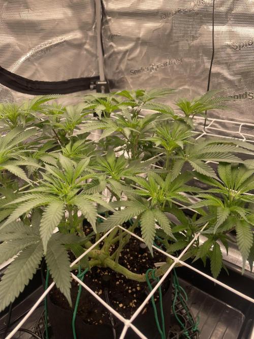 First 🌱💚. Week 9
