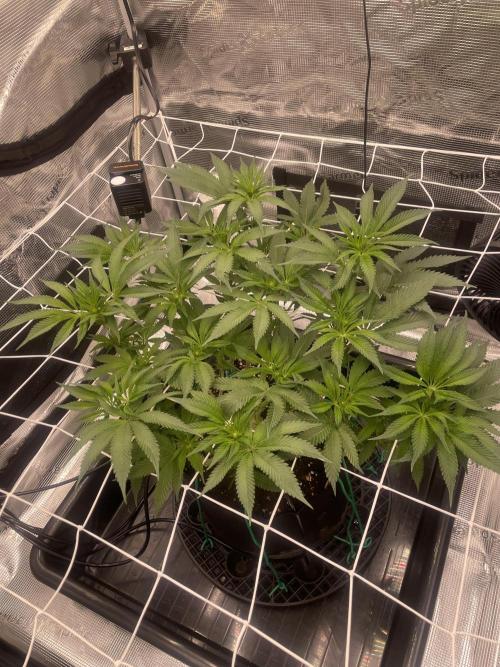 First 🌱💚. Week 9