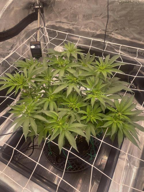 First 🌱💚. Week 9