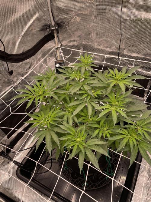 First 🌱💚. Week 9