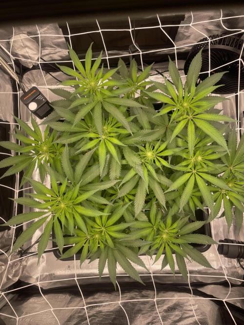 First 🌱💚. Week 9