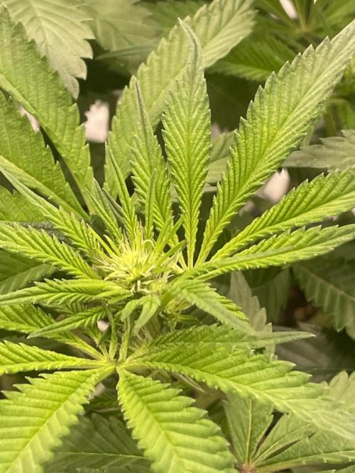 First 🌱💚. Week 9