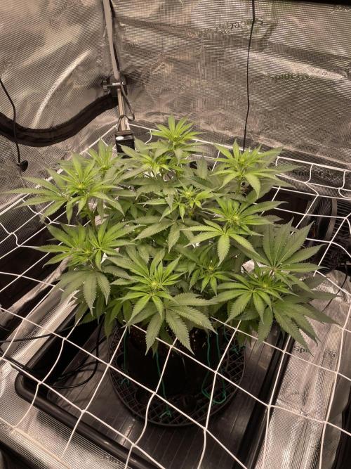First 🌱💚. Week 9