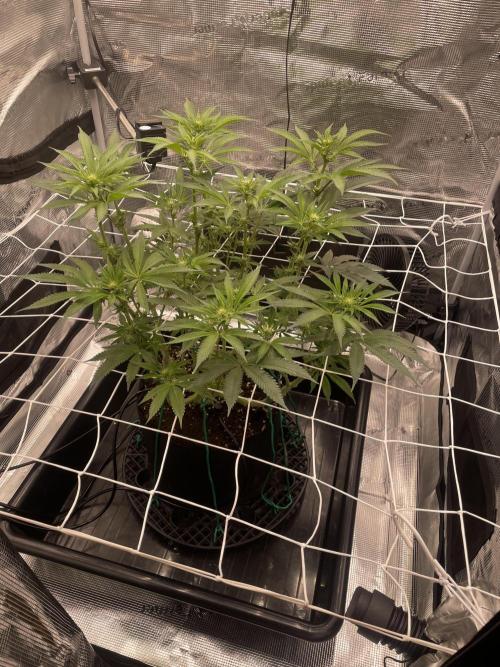 First 🌱💚. Week 10