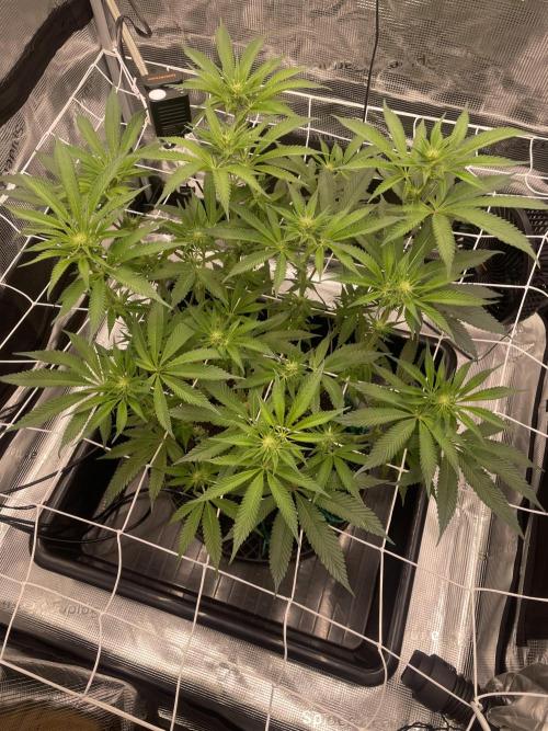 First 🌱💚. Week 10