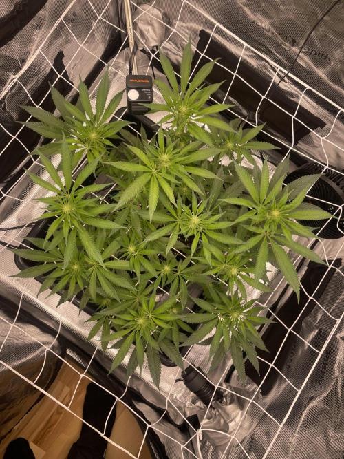 First 🌱💚. Week 10