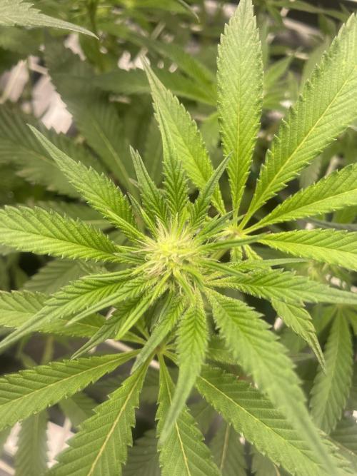 First 🌱💚. Week 10