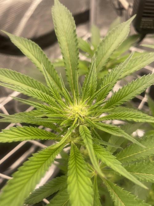 First 🌱💚. Week 10