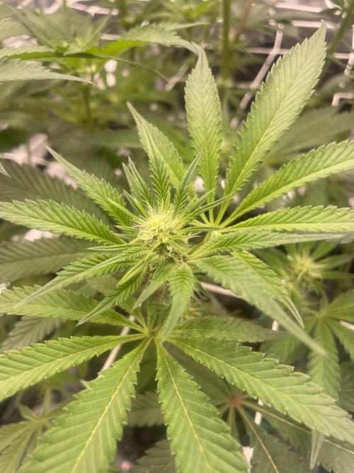 First 🌱💚. Week 10