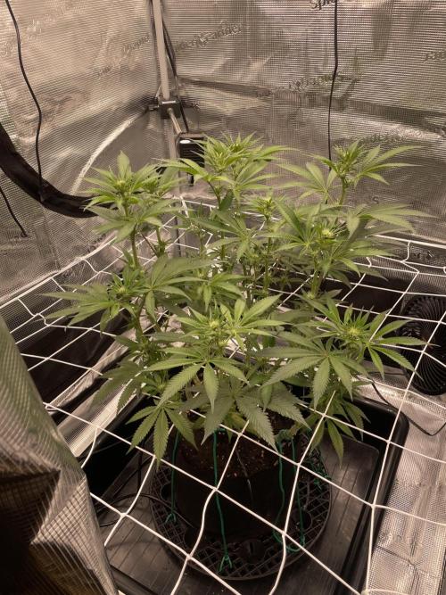 First 🌱💚. Week 10