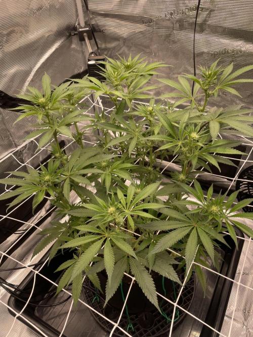 First 🌱💚. Week 10