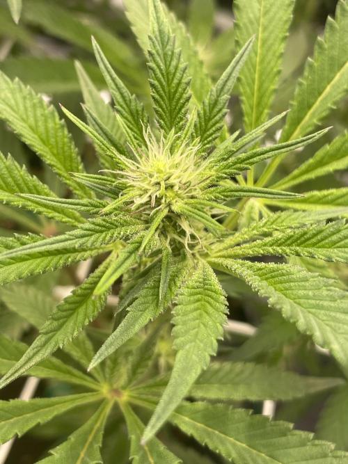 First 🌱💚. Week 10