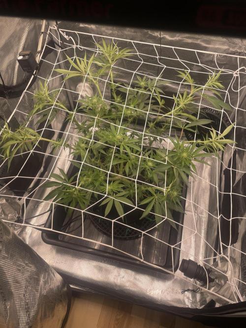 First 🌱💚. Week 10