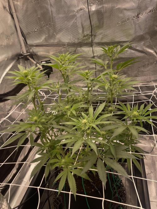 First 🌱💚. Week 10