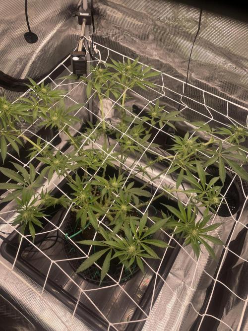 First 🌱💚. Week 10