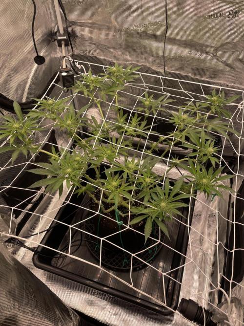First 🌱💚. Week 10