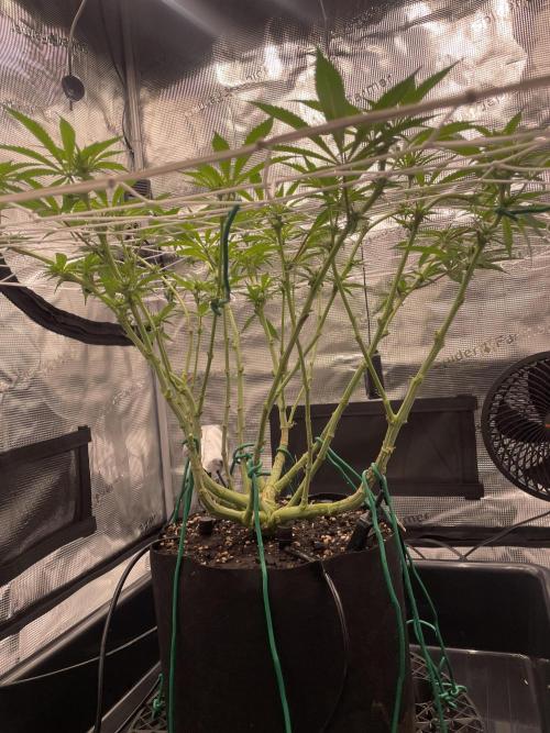 First 🌱💚. Week 10