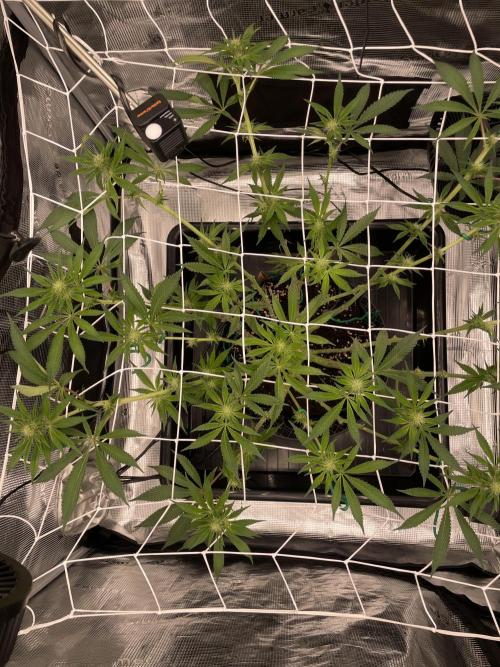 First 🌱💚. Week 10