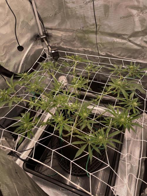 First 🌱💚. Week 10