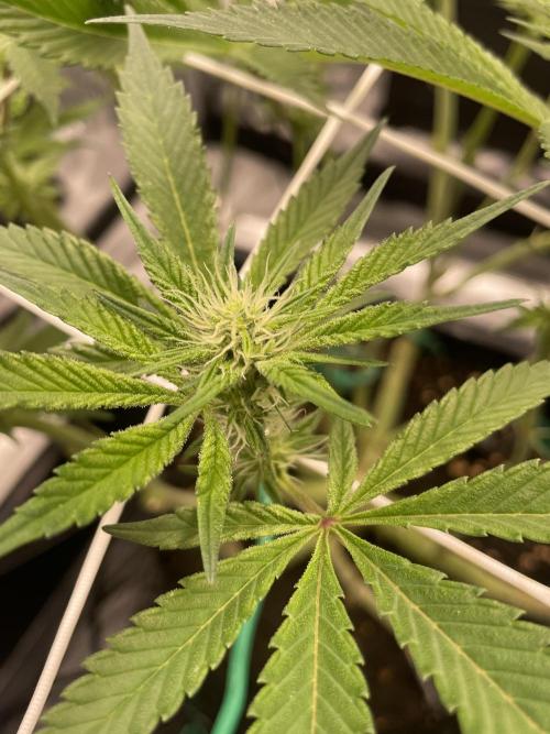 First 🌱💚. Week 10