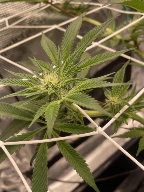 First 🌱💚. Week 10
