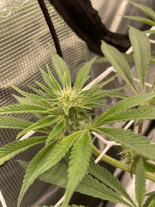 First 🌱💚. Week 10