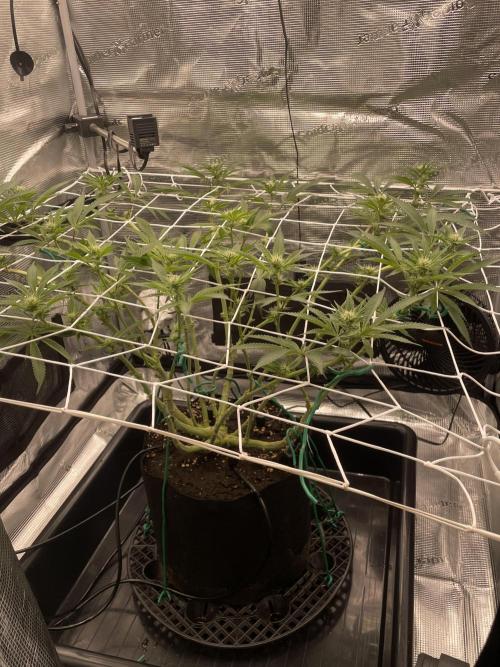 First 🌱💚. Week 10