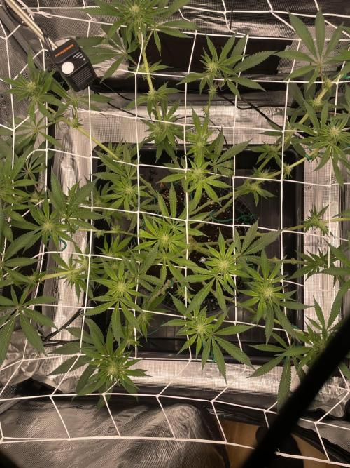 First 🌱💚. Week 10